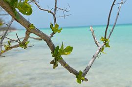 Blütezeit in Türkis