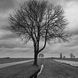 Einsamer Baum am Straßenrand von Hans Goudriaan