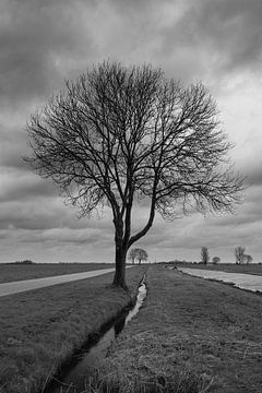 Einsamer Baum am Straßenrand von Hans Goudriaan