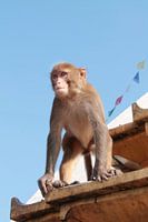 Monkey