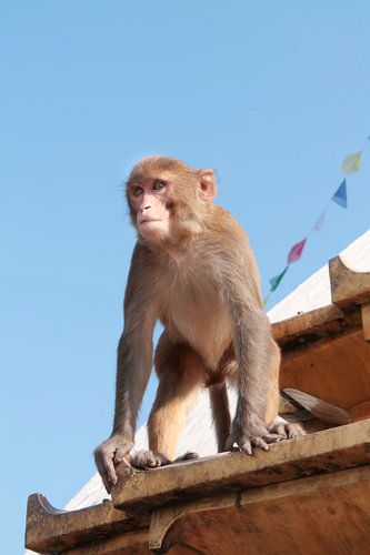 Affe auf Tempel in Kathmandu Nepal