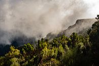 Laurissilva, oerbossen op Madeira van Melissa Peltenburg thumbnail