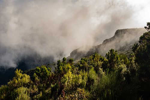 Laurissilva, oerbossen op Madeira