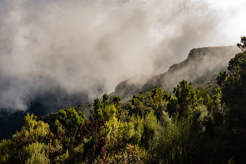 Laurissilva, oerbossen op Madeira van Melissa Peltenburg