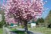 Kirschblüte am Solinger Obstweg,Bergisches Land von Peter Eckert