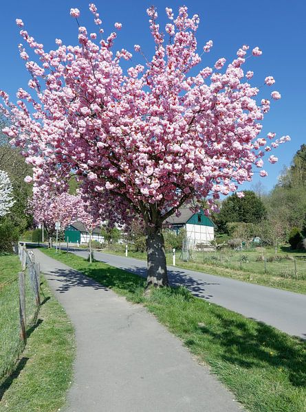 Kirschblüte am Solinger Obstweg,Bergisches Land von Peter Eckert