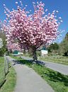 Kirschblüte am Solinger Obstweg,Bergisches Land von Peter Eckert Miniaturansicht