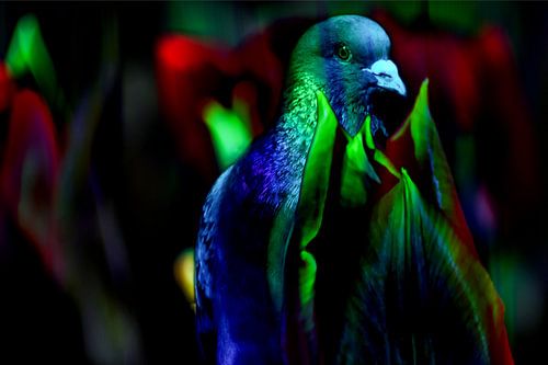 DIERENFOTOGRAFIE : DE DUIF