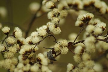 Winterbloem bruin van Koos Iperen