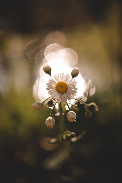 Bokeh Art by Hello Pompoyo