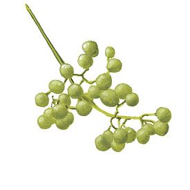 Yellow Peppercorns - Botanical Study II by Tonkinson Fine Art