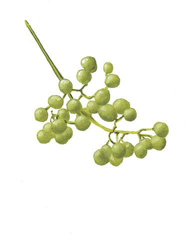 Gelbe Pfefferkörner - Botanische Studie II von Tonkinson Fine Art