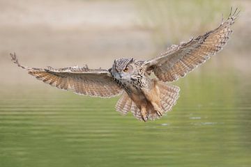 Eagle Owl in flight by Larissa Rand