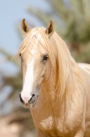 Nassim von Merel Bormans