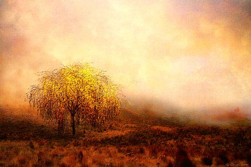 The willow tree