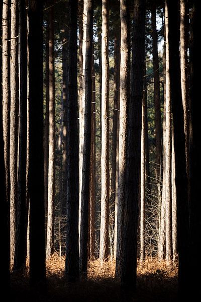 Das Geheimnis des Waldes im Winter von Rene  den Engelsman