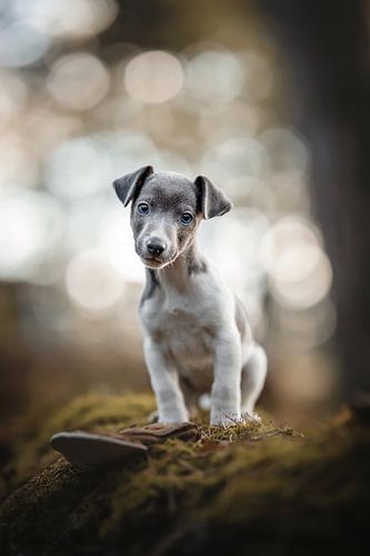Jack Russel puppy op het mos met veel bokeh