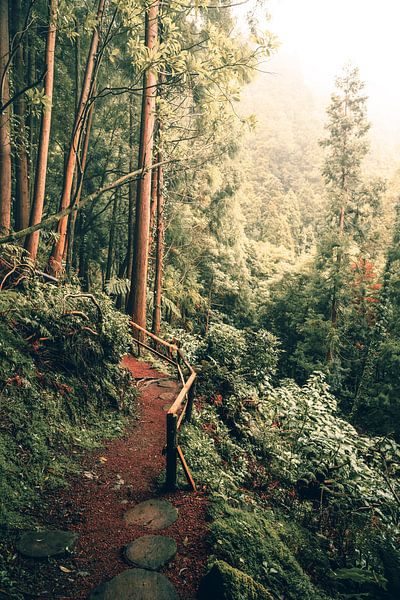 Into the Jungle van Joris Machholz