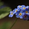 Myosotis sur Pim van der Horst