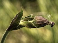 La naissance d'une fleur de coucou