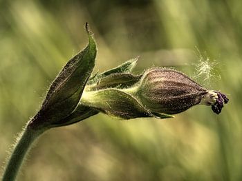 Die Geburt einer Kuckucksblume