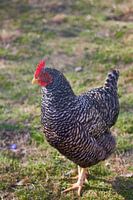 Poule aux plumes noires et blanches dans une prairie verte