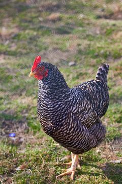 Chicken with black and white feathers on a green meadow by Stefanie Orlati