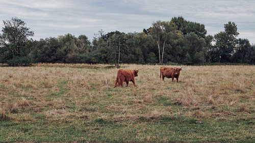 Encounters: Scottish Highlands