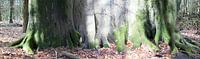 Boompanorama Naturel