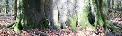 Boompanorama Naturel