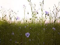 Flax