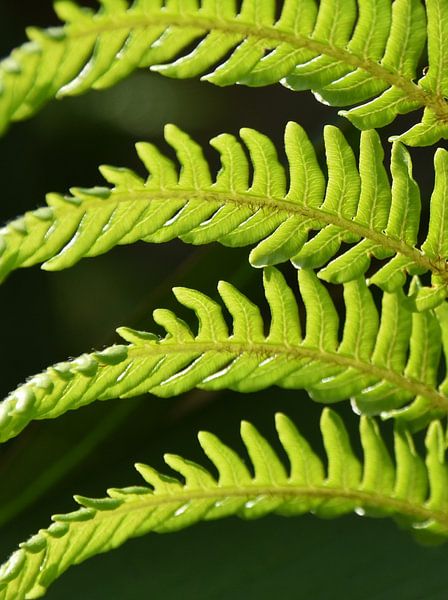 une feuille de fougère verte par Werner Lehmann