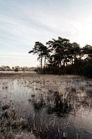 Paysage de gel