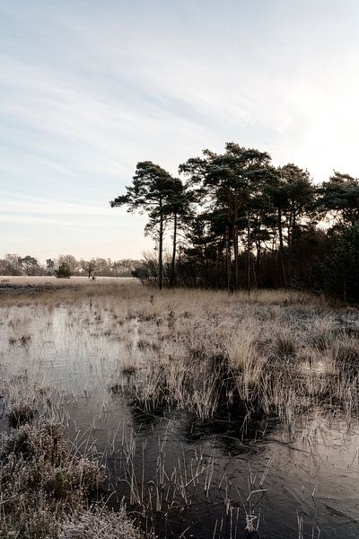 Vorst landschap van Nelleke Redelijkheid