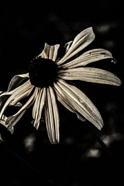 Dark Flowers In Summer - #05 by The Olm