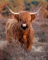 Scottish Highlander on the heath