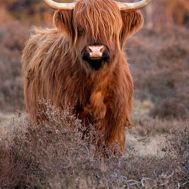 Schottischer Highlander auf der Heide von Danielle Bosschaart