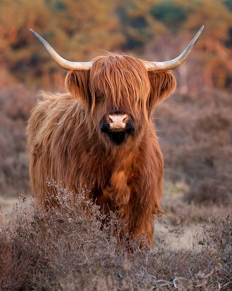 Schotse hooglander op de hei van Danielle Bosschaart