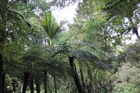Parry Kauri Park