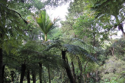 Parry Kauri Park
