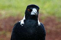 Magpie in close-up by Inge Teunissen thumbnail