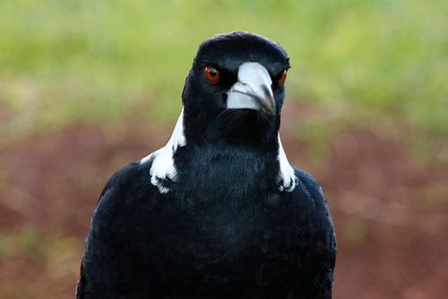 Ekster in close-up