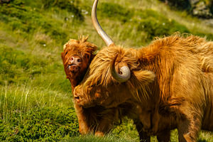 Schottisches Hochlandrind mit seinem kleinen Kalb