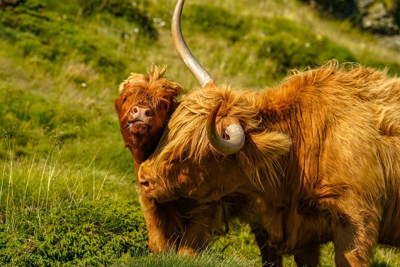 Scottish highland cattle with their little calf by Leo Schindzielorz