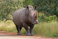 Rhino in Africa by ManSch thumbnail