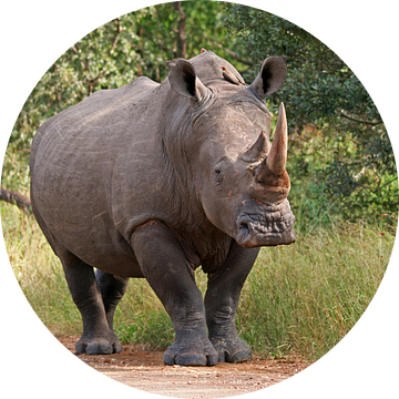 Rhino in Africa van ManSch