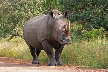 Rhino in Africa van Manuel Schulz