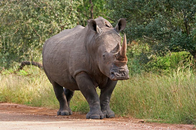 Rhino in Africa by ManSch