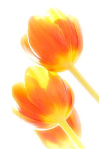 Tulip in backlight 5 von Greetje van Son