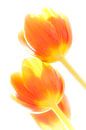 Tulip in backlight 5 von Greetje van Son Miniaturansicht